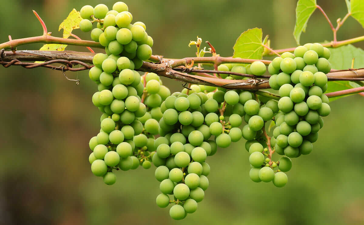 Verjuice: The Sour Grape That Never Waits to Ripen